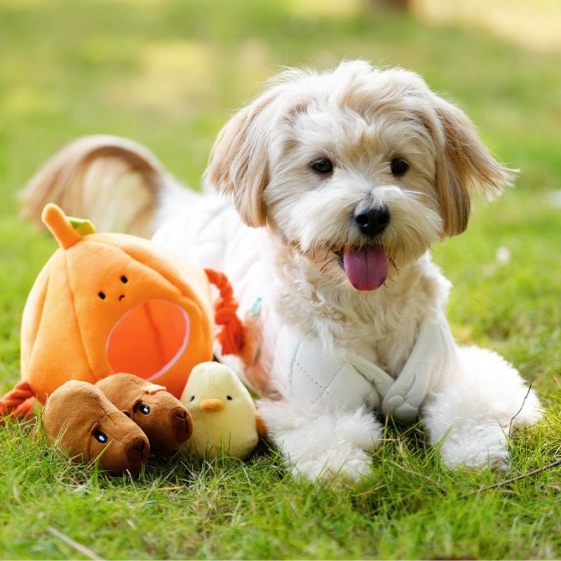 🐾✂️ Pawsome Grooming Tools