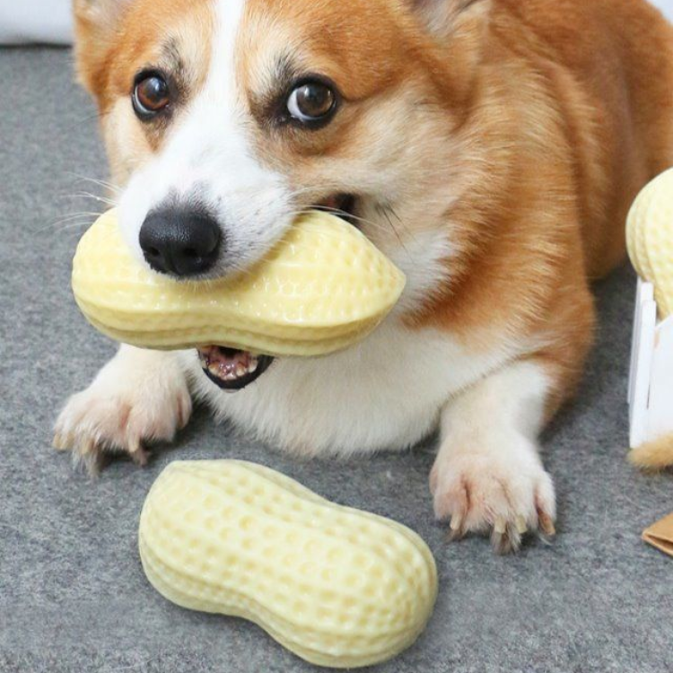 🏠🐾 Pet Paradise Hub