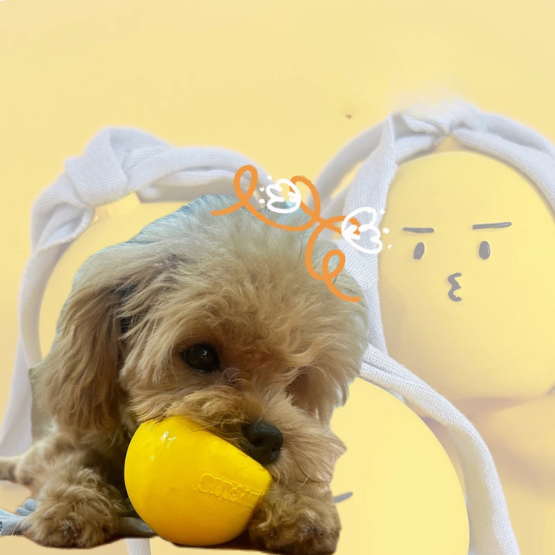 Dog Latex Chew Ball With Funny Expressions