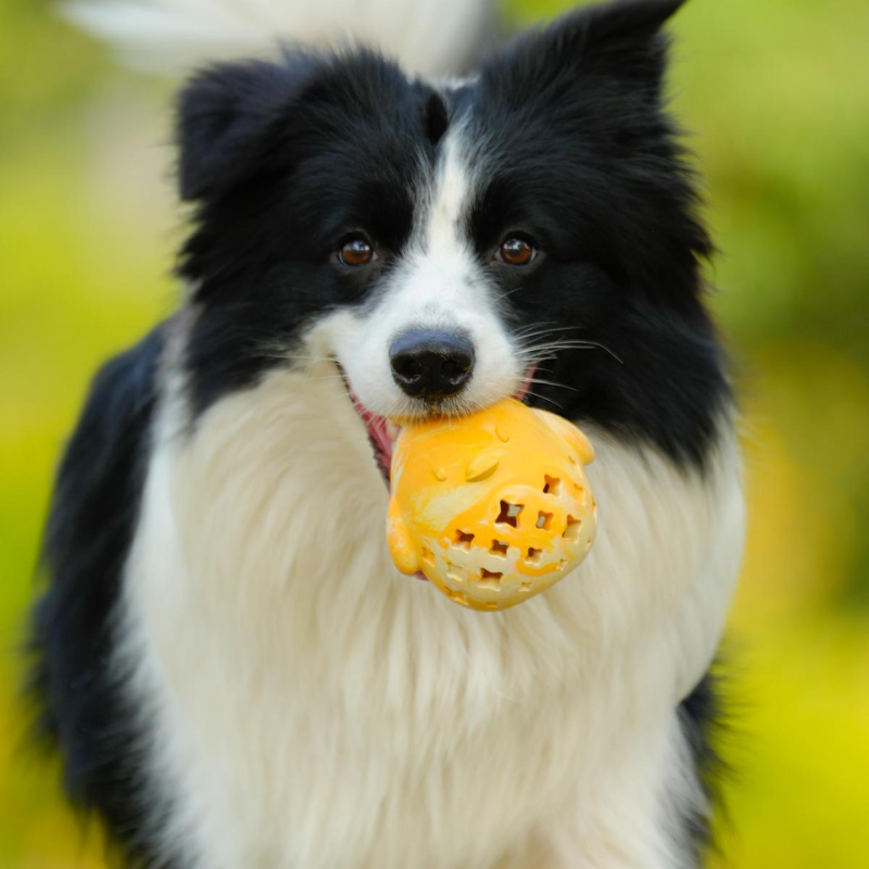 Dog Food Leaking Ball Sniffe Toys